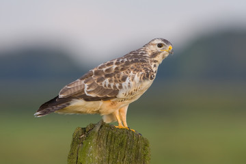 Common buzzard hunting