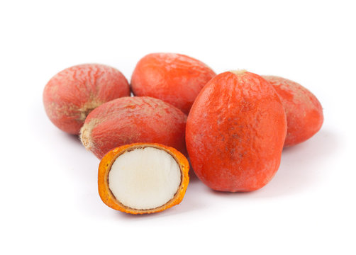 Semi di Cycas Revoluta (Cycadales)