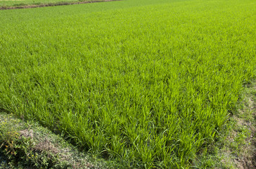 paddy field