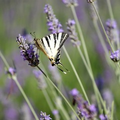 Papillon Machaon Grand Porte-queue