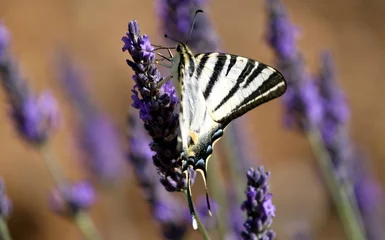Fotobehang Papillon machaon butinant sur un épi de lavande © Jackin