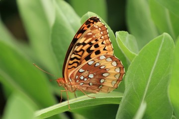 Naklejka premium Great Spangled Fritillary Butterfly
