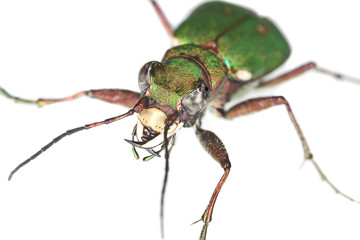 Green tiger beetle (Cicindela campestris) isolated on white