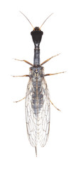 Snakefly isolated on white background