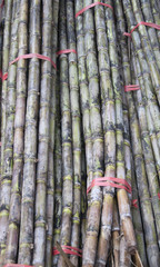 Fototapeta premium Cane