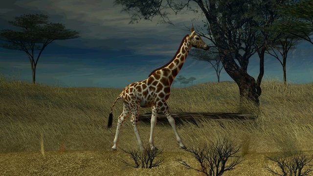 Giraffe Walking Through The Jungle