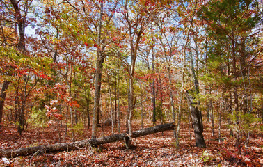 Fototapeta na wymiar colourful leaves in autumn or fall