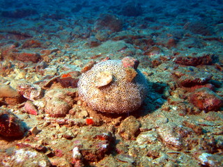 Sea urchins, Vietnam, Nha Trang