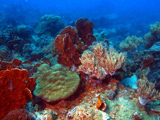 Naklejka na ściany i meble Corals of the South-Chinese sea