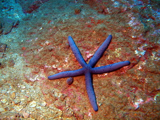 Starfishs of the South-Chinese sea