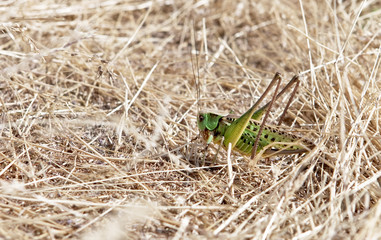 Locusts.
