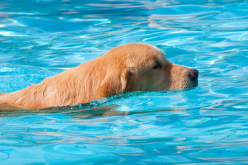 vista lateral de cachorro nadando