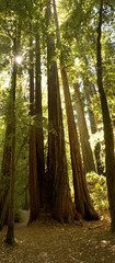 Lush Redwood Forest, California
