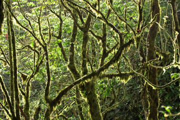 Mossy Rainforest Canopy