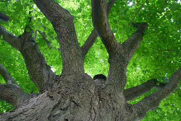 Tree Canopy