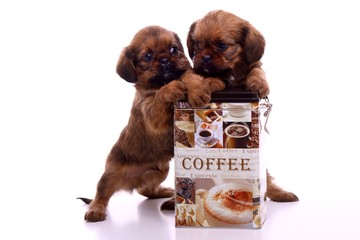 zwei Welpen halten Kaffeedose