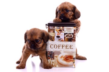zwei Welpen mit Kaffeedose