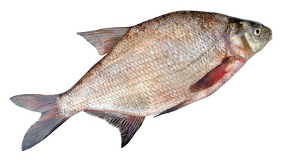 Лещ ( Abramis brama )