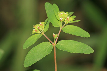 euphorbia humifusa