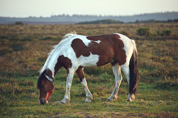 Naklejka na ściany i meble Close up of brown and white New Forest pony horse at sunrise in