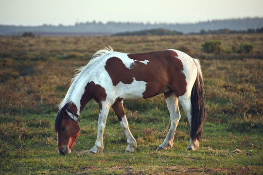 Close up of brown and white New Forest pony horse at sunrise in