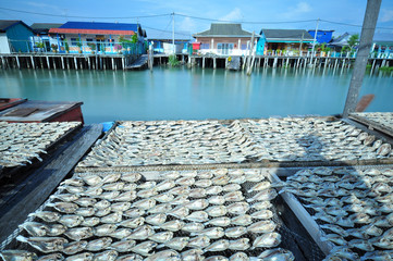 Fototapeta na wymiar drying salty fish in the fishing village
