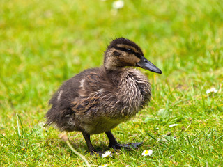 Duckling
