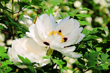 Strauchpfingstrose - Peony 02