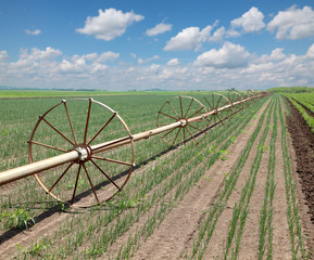 Agriculture, irrigation system in onion field, selective focus