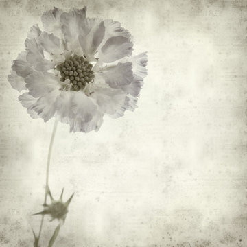 textured old paper background with scabious