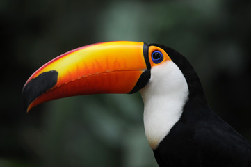 Tucano nel Parque das aves a Iguasu