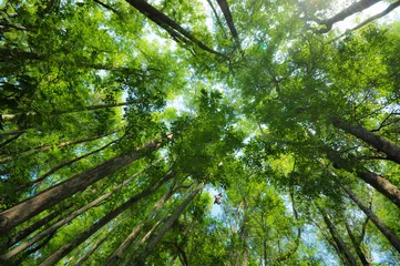 Fotobehang Forest Top Canopy © Arkorn