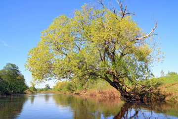 green tree on coast river