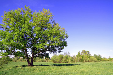 Fototapeta na wymiar green oak on summer field