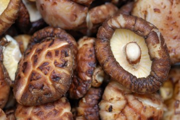 Fresh brown mushrooms