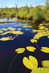 water lilies sheet on lake