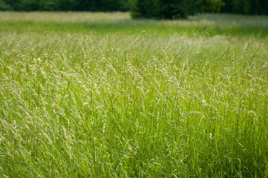 Grass meadow. Vignetting.