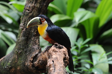 Fototapeta premium Tucano nel Parque das aves a Iguasu