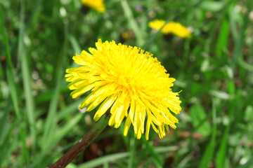 beautiful yellow flower in