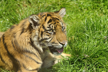 Fototapeta na wymiar Siberian Tiger Cub