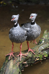 copia di uccelli al Parque das aves