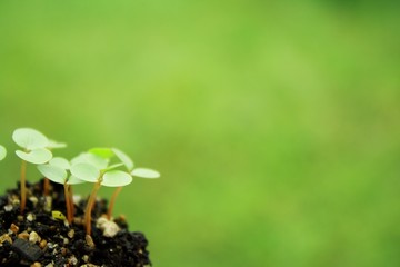 モロヘイヤの双葉