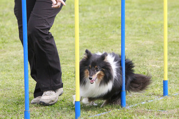 slalom competition agility dog
