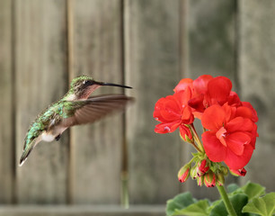 Ruby-throated Hummingbird and Geranium