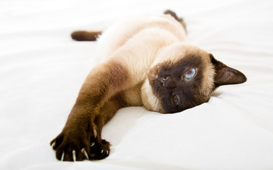 The Siamese cat having a rest on a white material