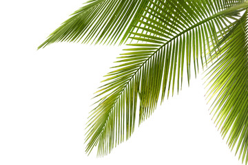 Palm tree - obrazy, fototapety, plakaty