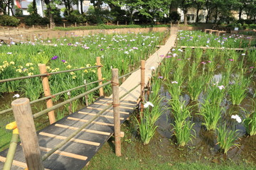 花菖蒲田 (北綾瀬・しょうぶ沼公園)