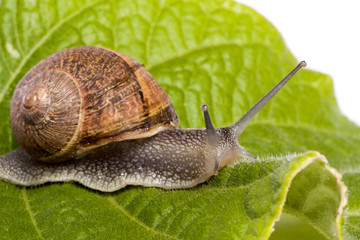 snail on white