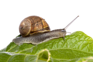 snail on white