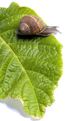 snail on white